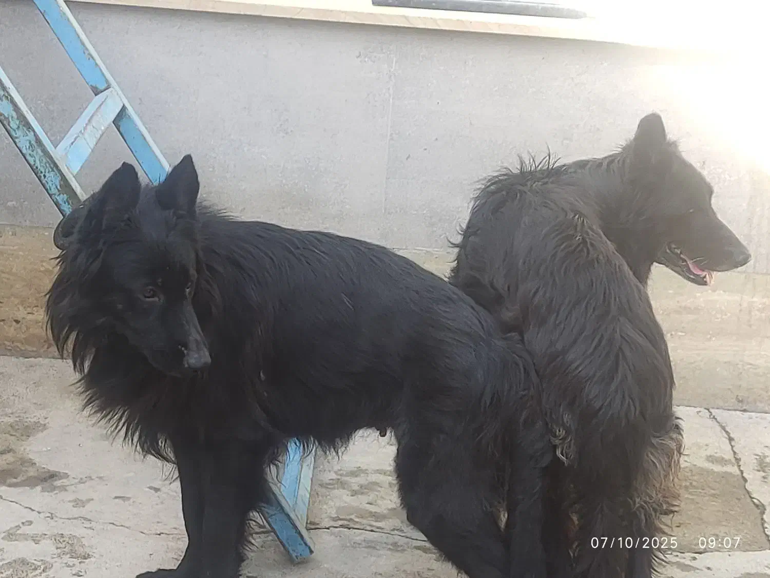 ژرمن بلک شپرد اصیل|سگ|صفادشت, |دیوار