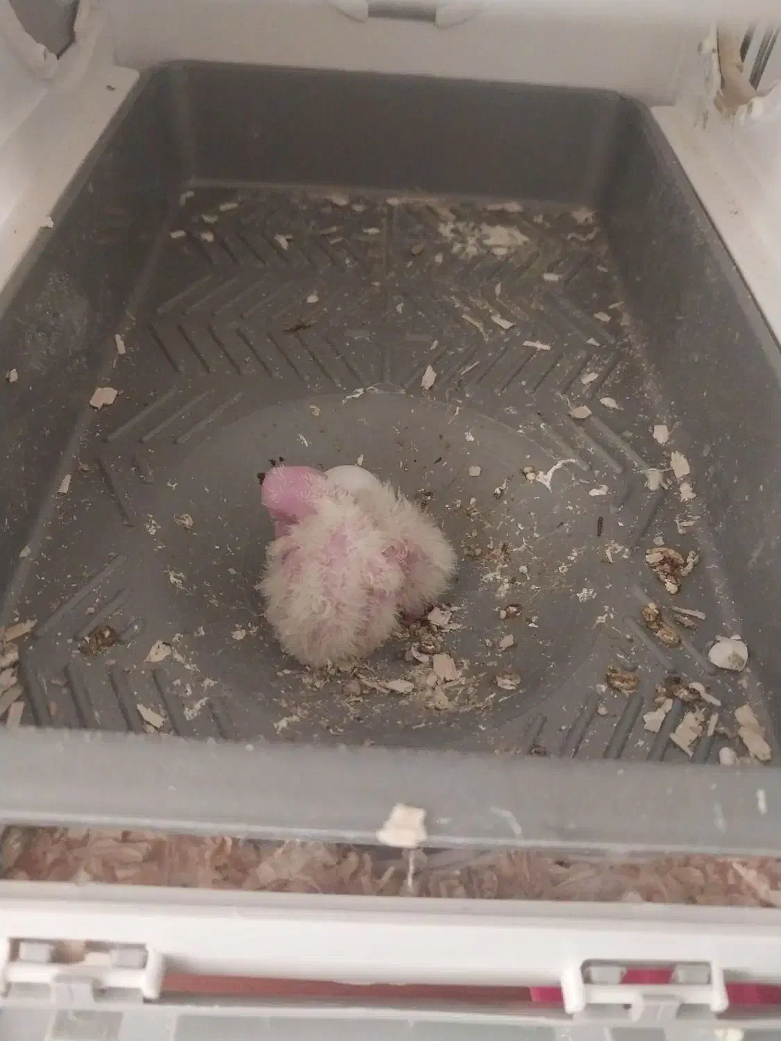 جفت لوتینو مولد با جوجه|پرنده|اسلامشهر, چیچکلو|دیوار