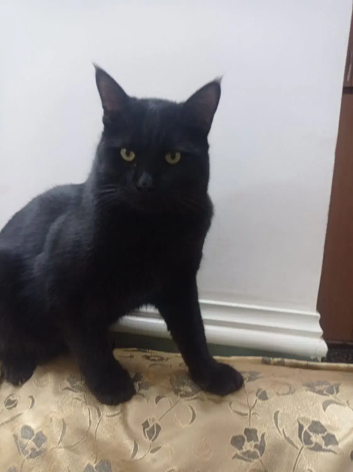 گربه|گربه|زابل, |دیوار