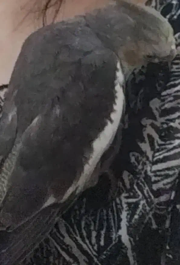 گمشده عروس هلندی|حیوانات|الوند, |دیوار