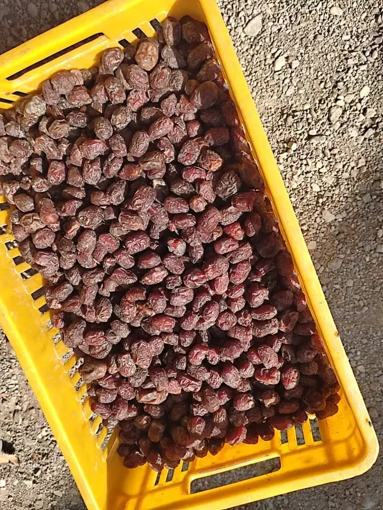 فروش|عمده‌فروشی|توکهور, |دیوار