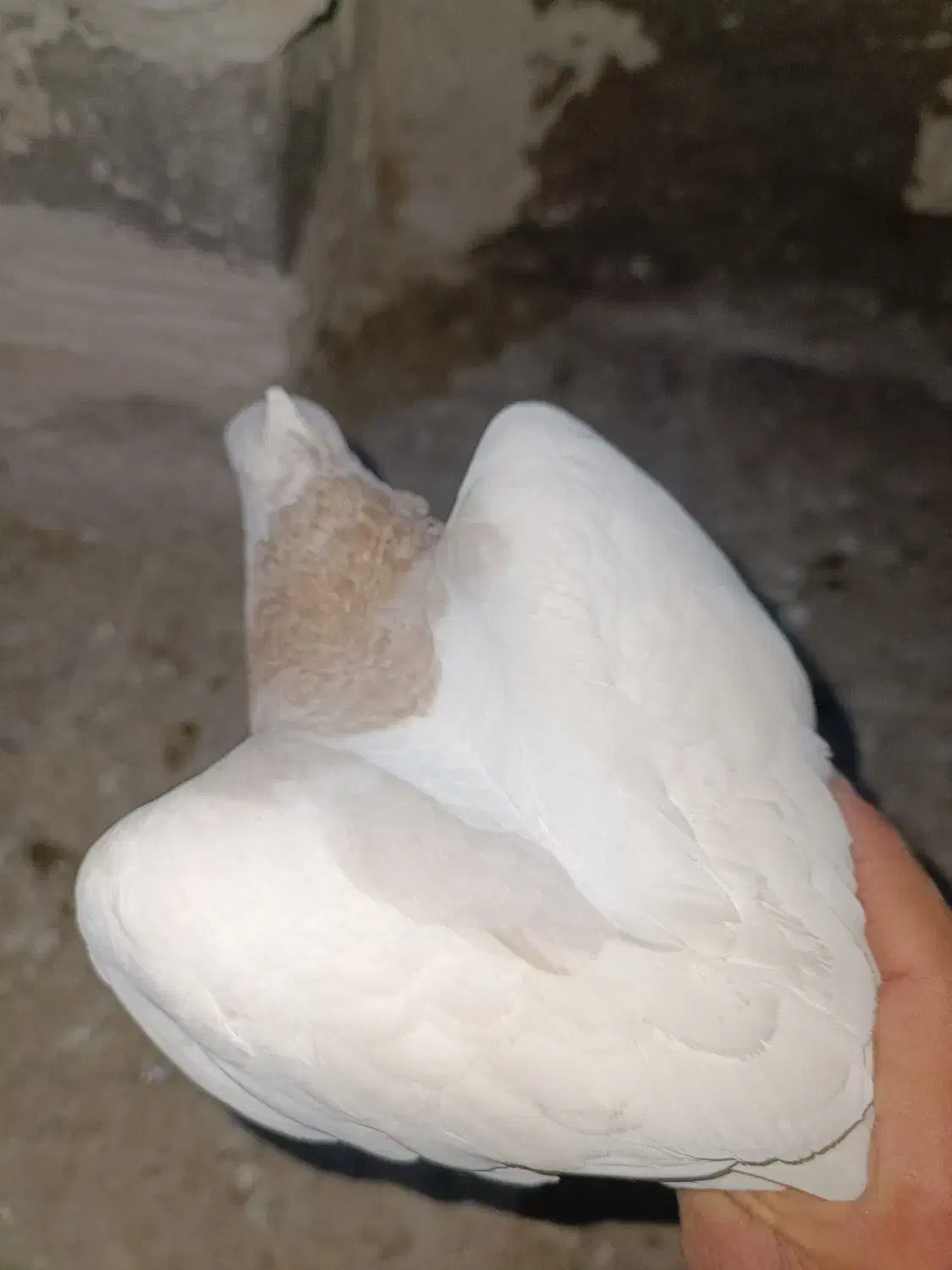 طوقی|پرنده|خرم‌آباد, |دیوار