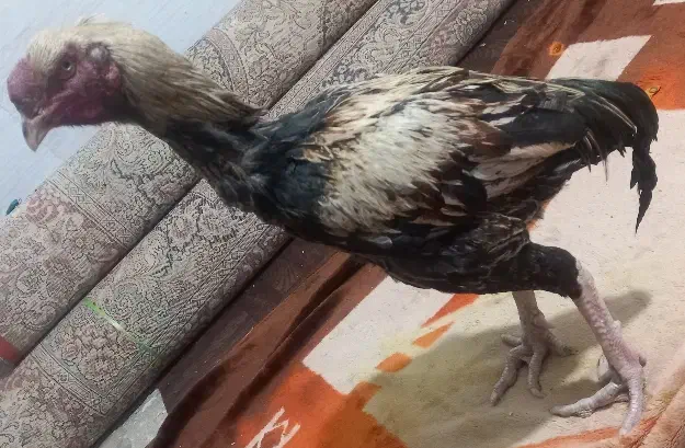 خروس لاری|حیوانات مزرعه|خمین, |دیوار