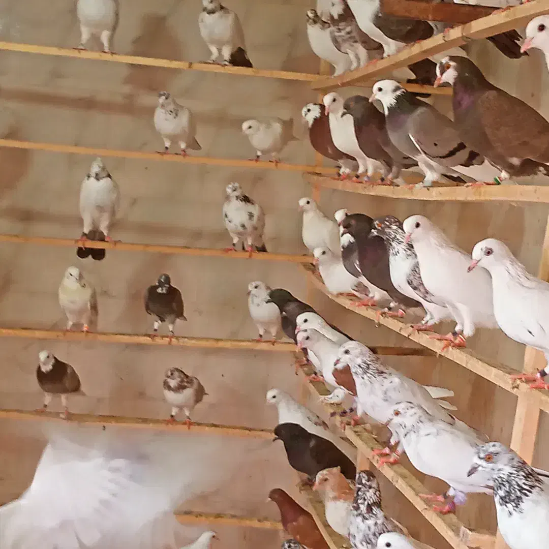 جوجه کبوتر|پرنده|ری, شهید بهشتی|دیوار