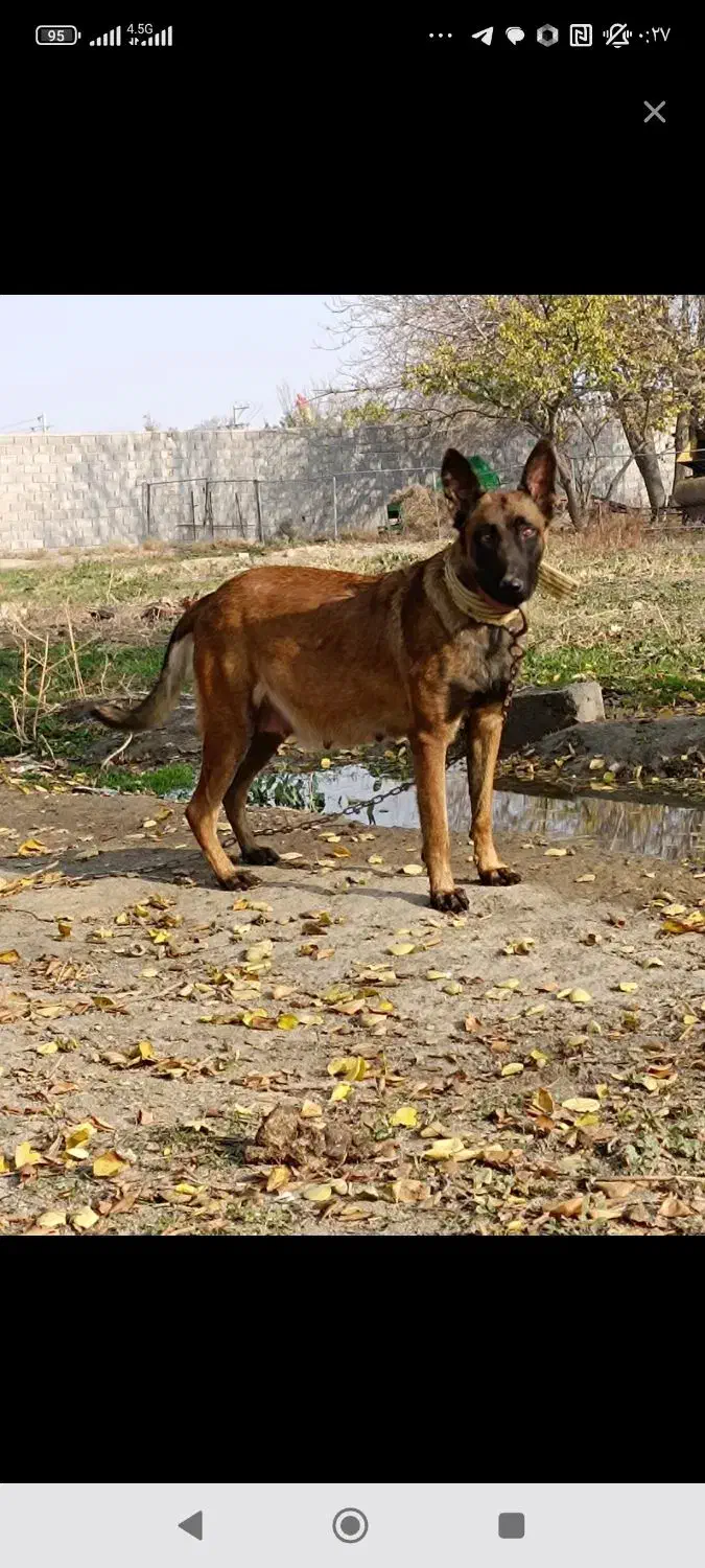 مالینویز ماده دوساله هاسکی نر|سگ|مشهد, نوید|دیوار