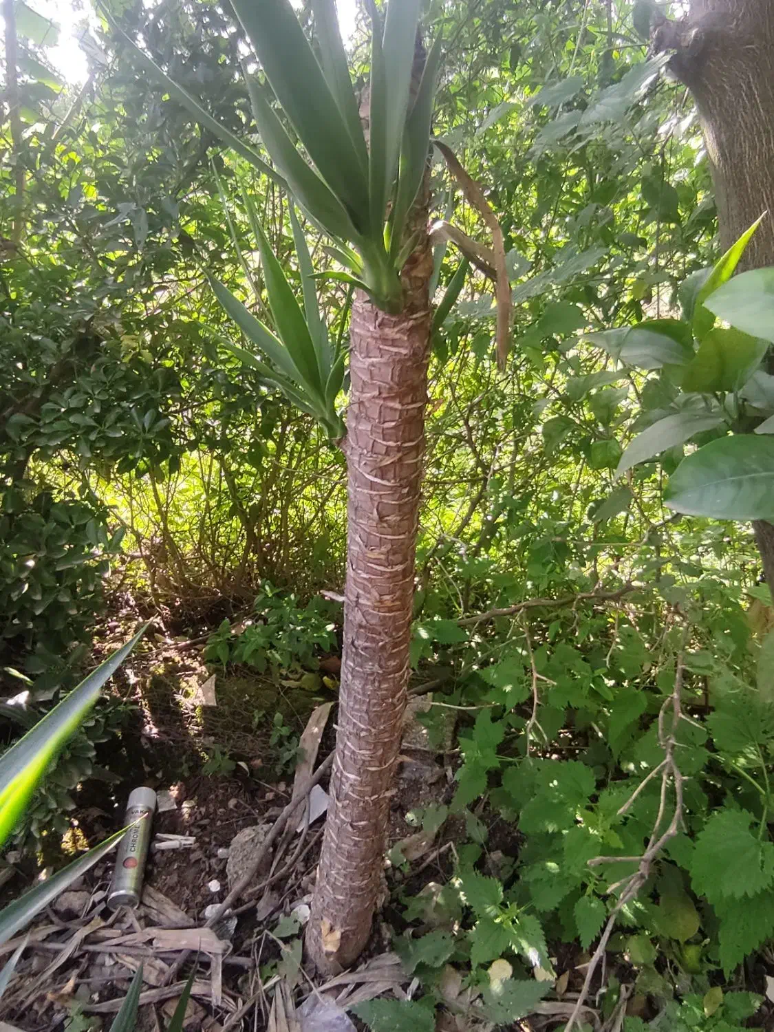 گل یوکا|گل و گیاه طبیعی|شیرگاه, |دیوار