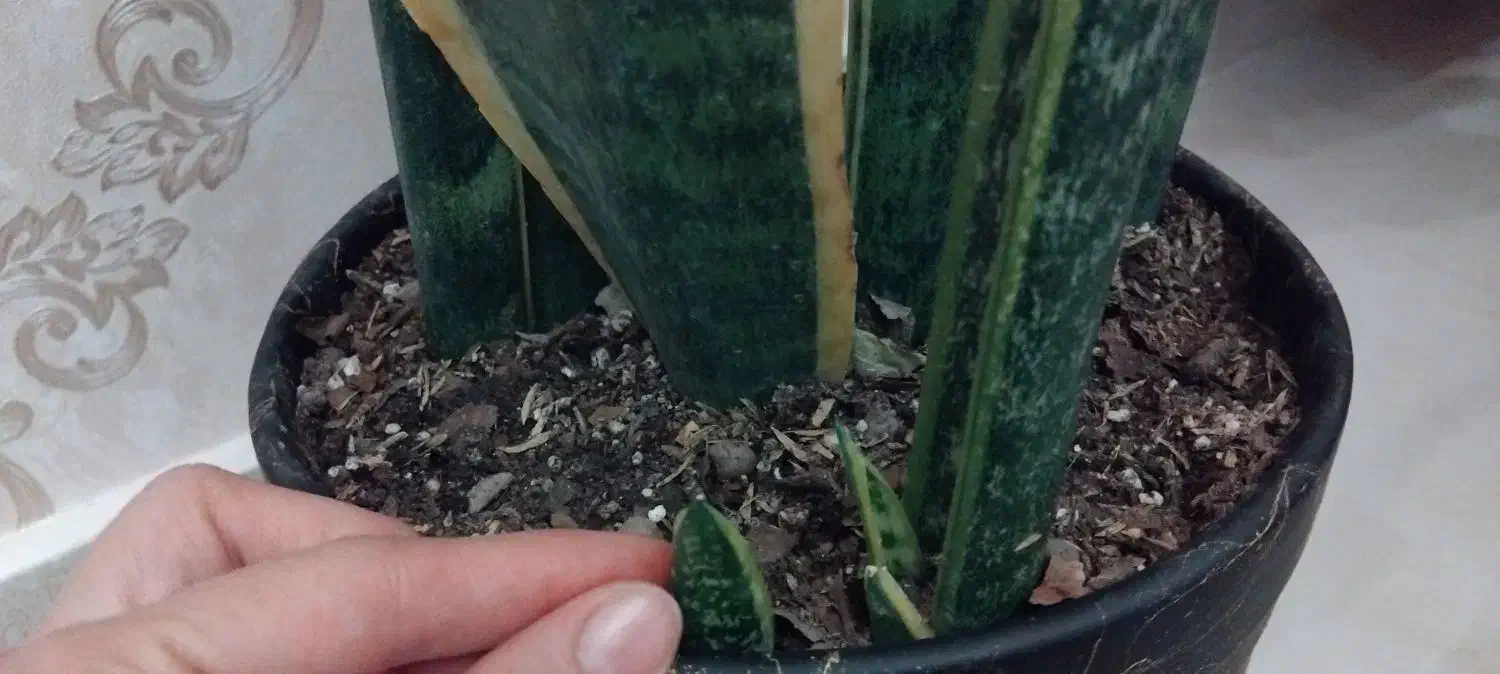 گل سانسوریا|گل و گیاه طبیعی|مشهد, شهرک بهارستان|دیوار