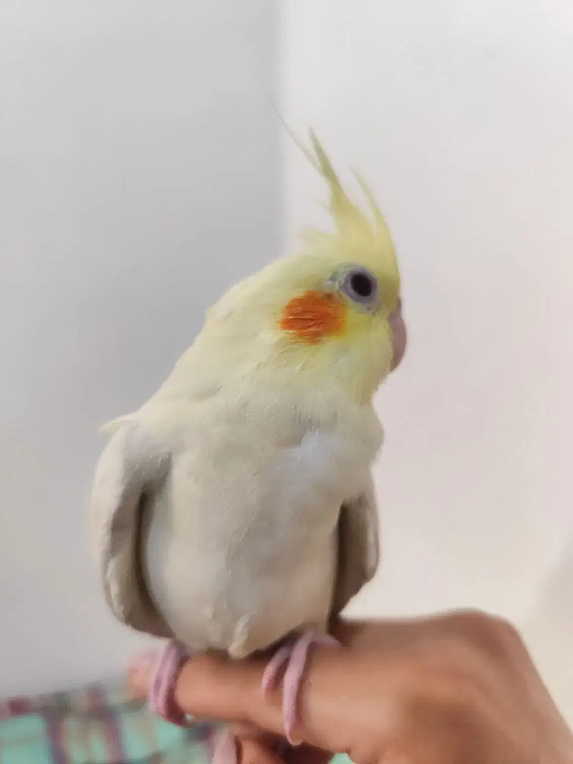 عروس هلندی|پرنده|شیروان (خراسان), |دیوار