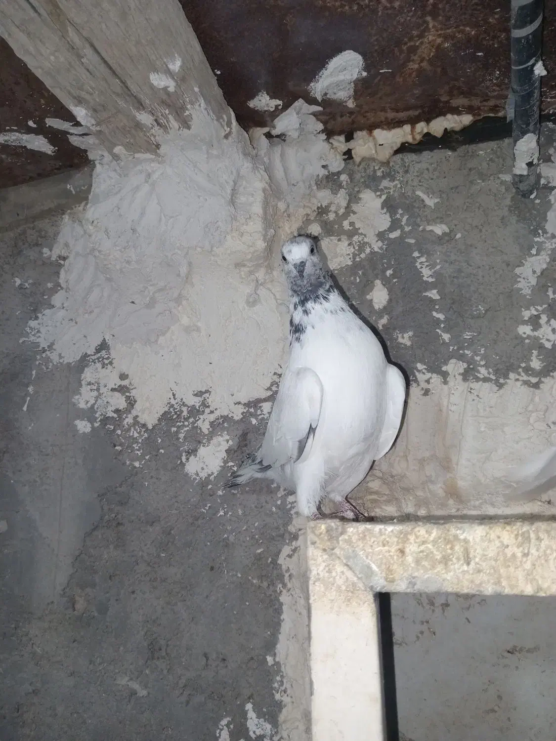 ۴ تا شیخ|پرنده|ایذه, |دیوار