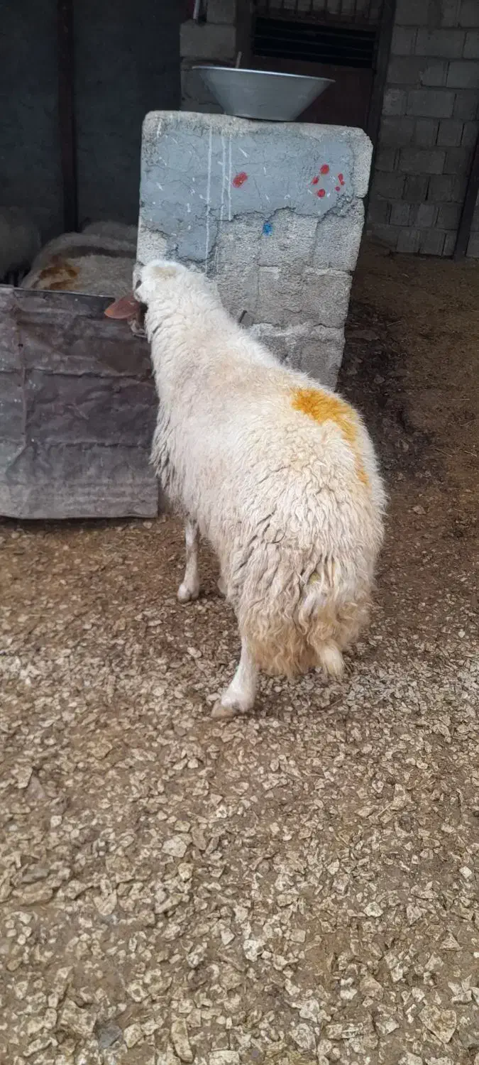 وران سنجابی اصیل|حیوانات مزرعه|جوانرود, |دیوار