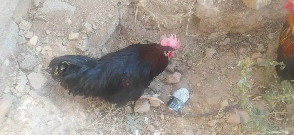 فروش خروس محلی|حیوانات مزرعه|ایثار, |دیوار