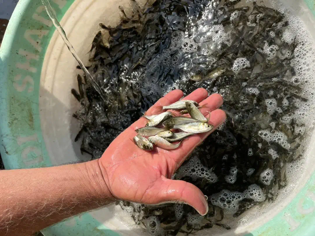 انواع بچه ماهی گرمابی|ماهی|رشت, لاکان|دیوار