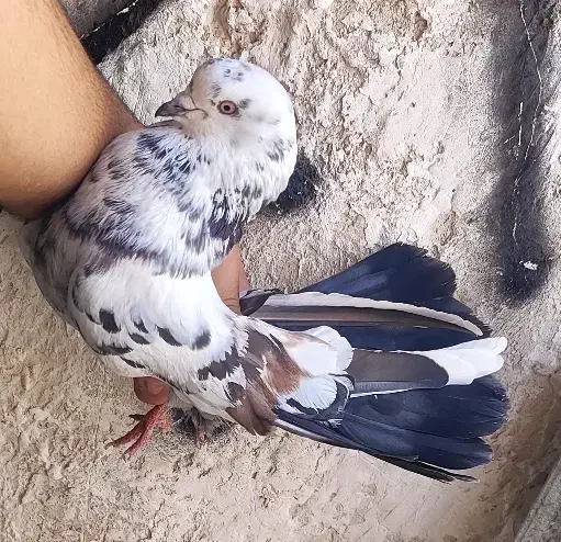 طوقیه باخه عمی اوغلی|پرنده|اردبیل, |دیوار