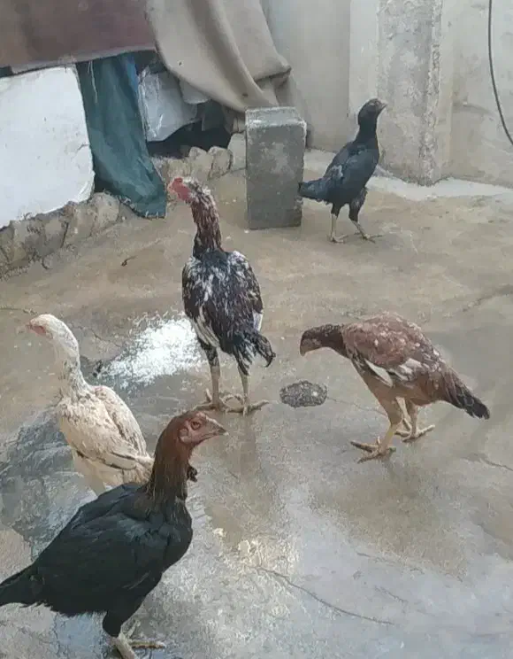 خروس لاری معاوضه با خروس جوجه کش|حیوانات مزرعه|سرپل ذهاب, |دیوار