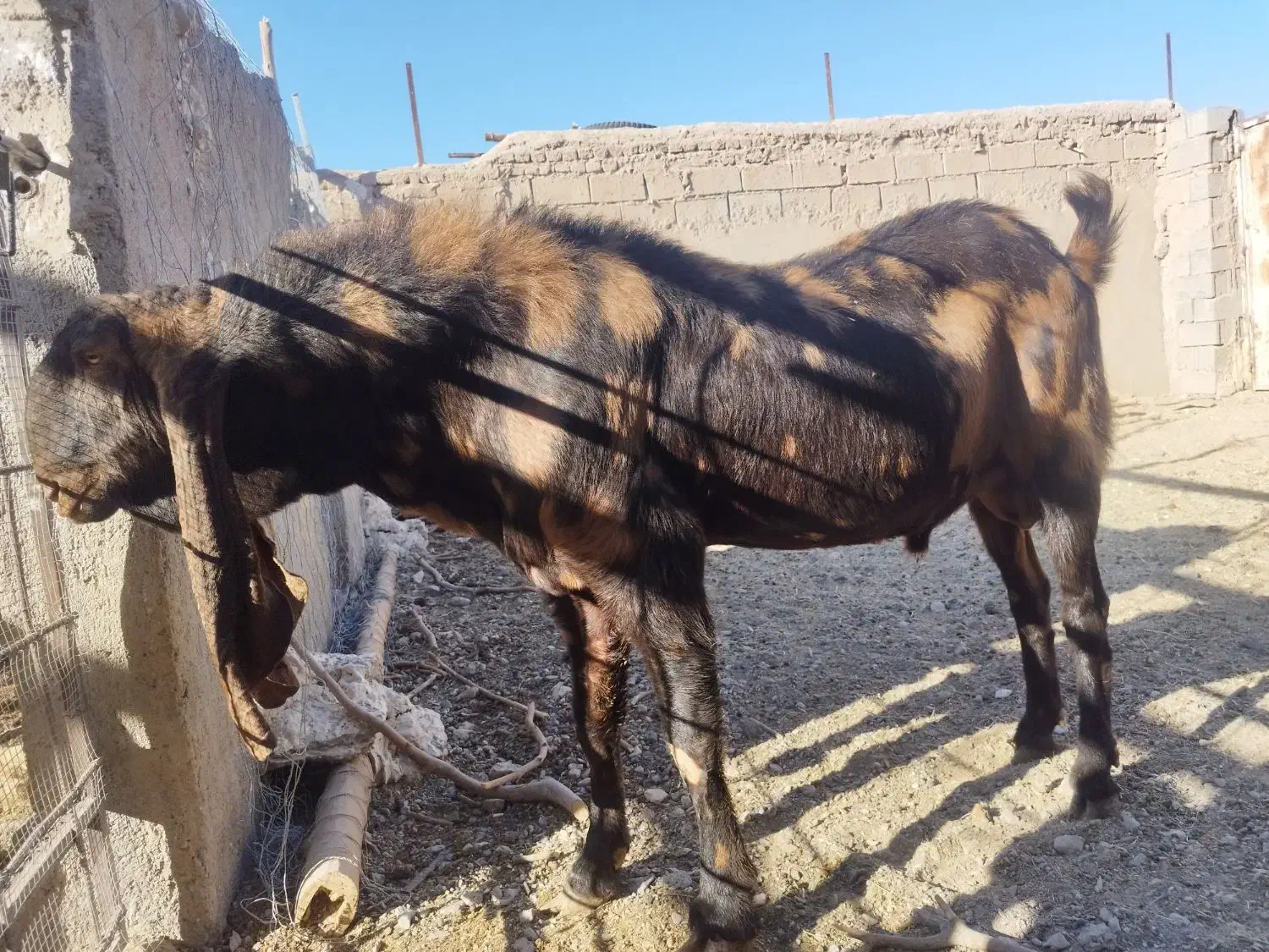 بز پاکستانی|حیوانات مزرعه|خواف, |دیوار