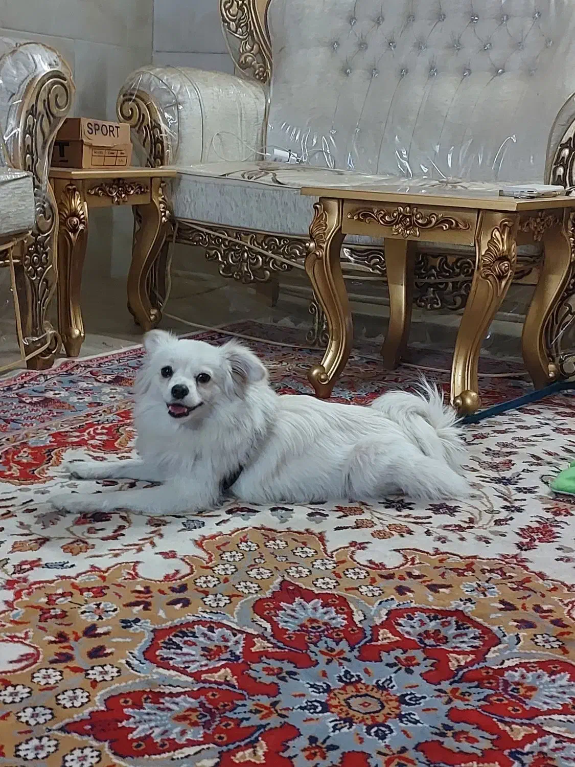 سگ پامر اشپیتز روباهی|سگ|ری, فیروزآباد|دیوار