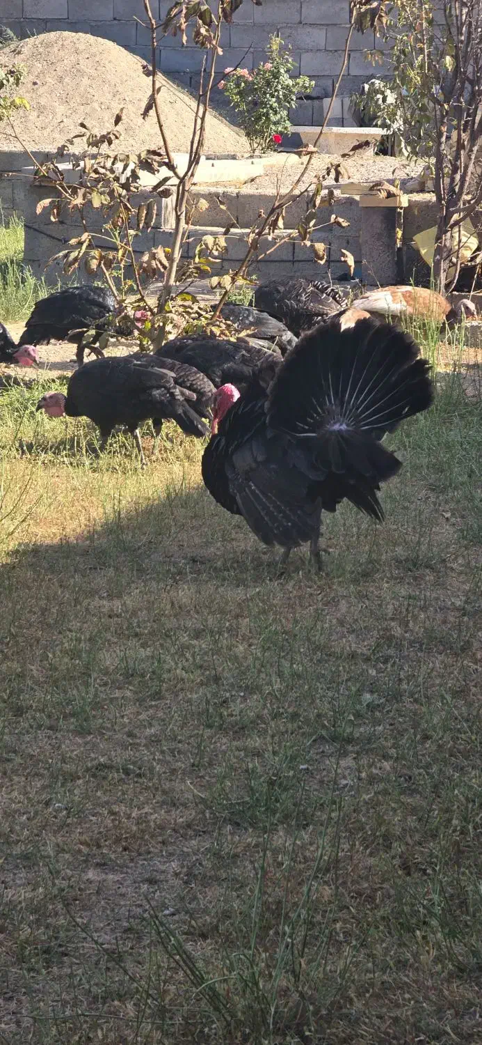 فروش بوقلمون و مرغ هر کدام ۱۰۰ عدد، تکی فروش داریم|حیوانات مزرعه|میاندوآب, |دیوار