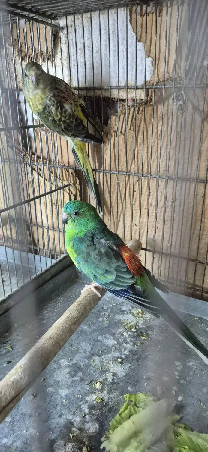 طوطی آوازه خوان|پرنده|اهواز, زندوکیلی|دیوار