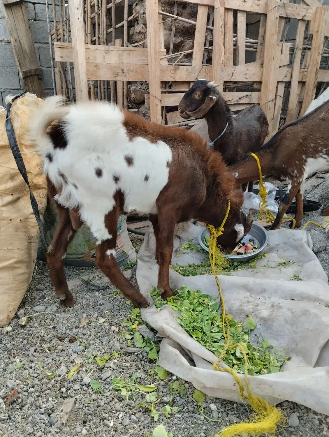 دوعدتت نری بزرگ۱۸۵۰۰ویکی نسبت کوچک۷۵۰۰|حیوانات مزرعه|میناب, |دیوار