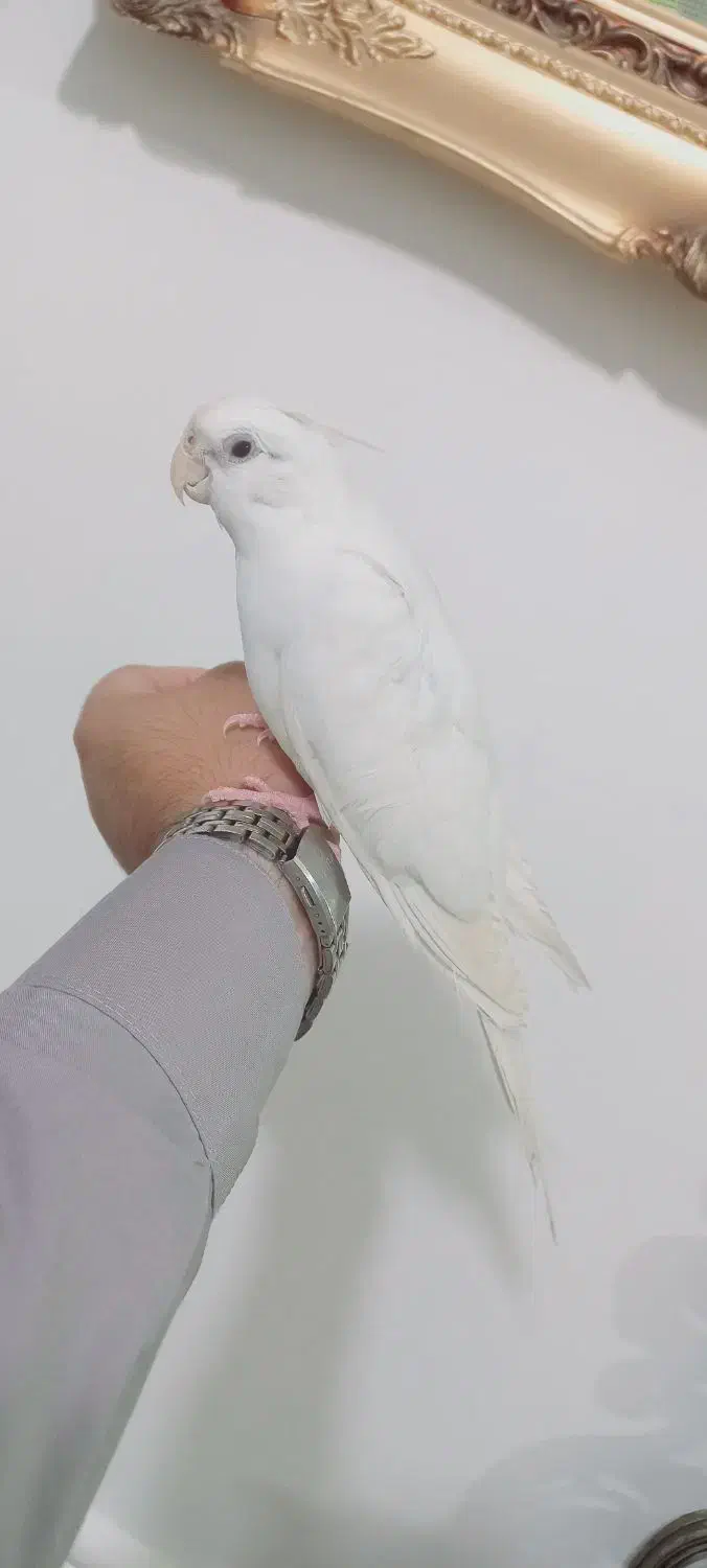 عروس هلندی|پرنده|زهک, |دیوار
