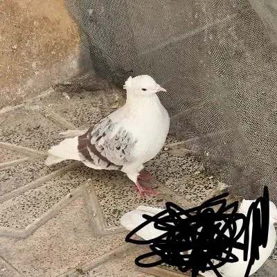 کبوتر|حیوانات|بروجرد, |دیوار