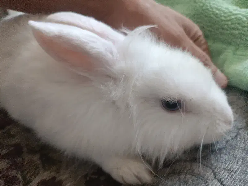 خرگوش|موش و خرگوش|شیراز, کرونی(خاتونک)|دیوار