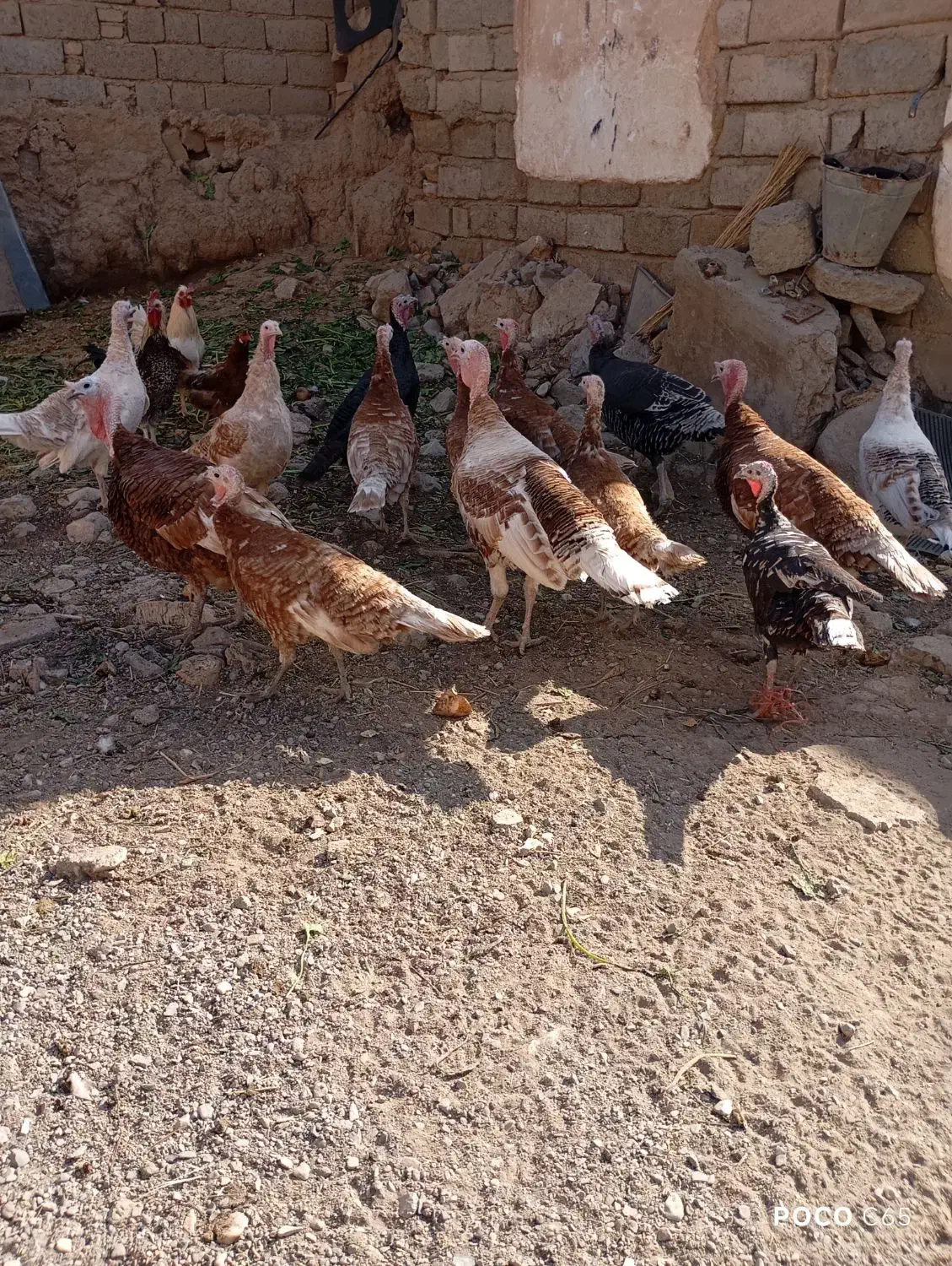 بوقلمون محلی کاملا ارگانیک و سالم|حیوانات مزرعه|دینور, |دیوار