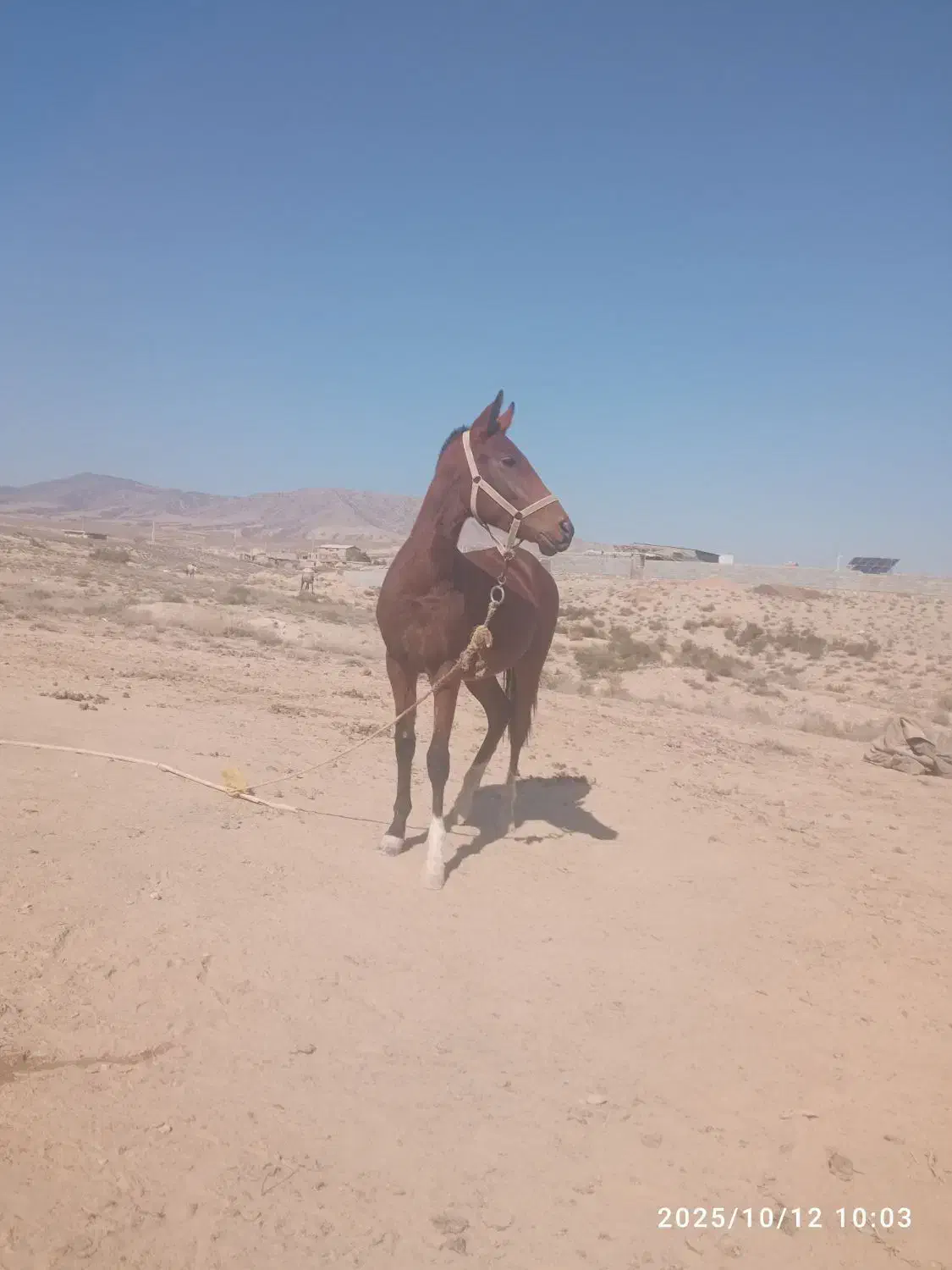 کره اسبی تکرار نشودنی نژاد ترکمن آخال|اسب و تجهیزات اسب‌سواری|گلی داغ, |دیوار