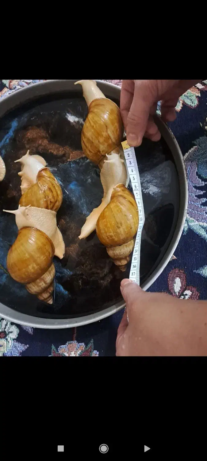 حلزون|خزنده|تهران, تختی|دیوار