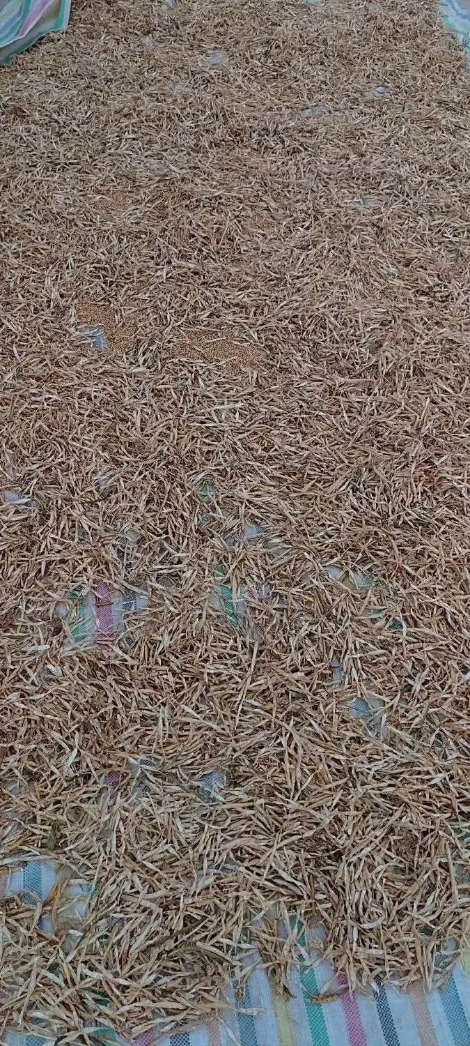 لوبیا آشی (ریزه)|خوردنی و آشامیدنی|دره شهر, |دیوار