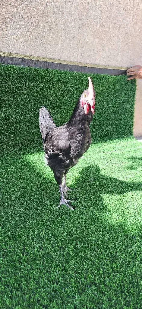 مرغ و خروس نیمچه نژاد اصل استرالوپ|حیوانات مزرعه|کرمانشاه, |دیوار