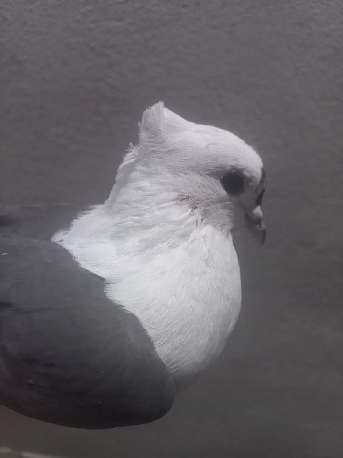 ماده شونی خوشونه اصیل|پرنده|خرم‌آباد, |دیوار