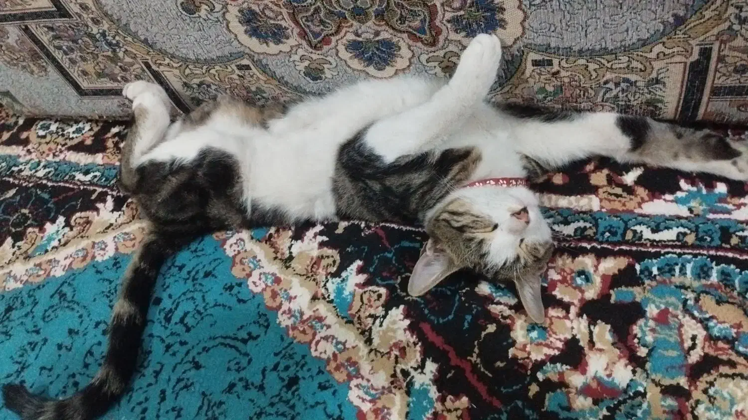 خدا را شکر پیدا شد|حیوانات|نسیمشهر, |دیوار