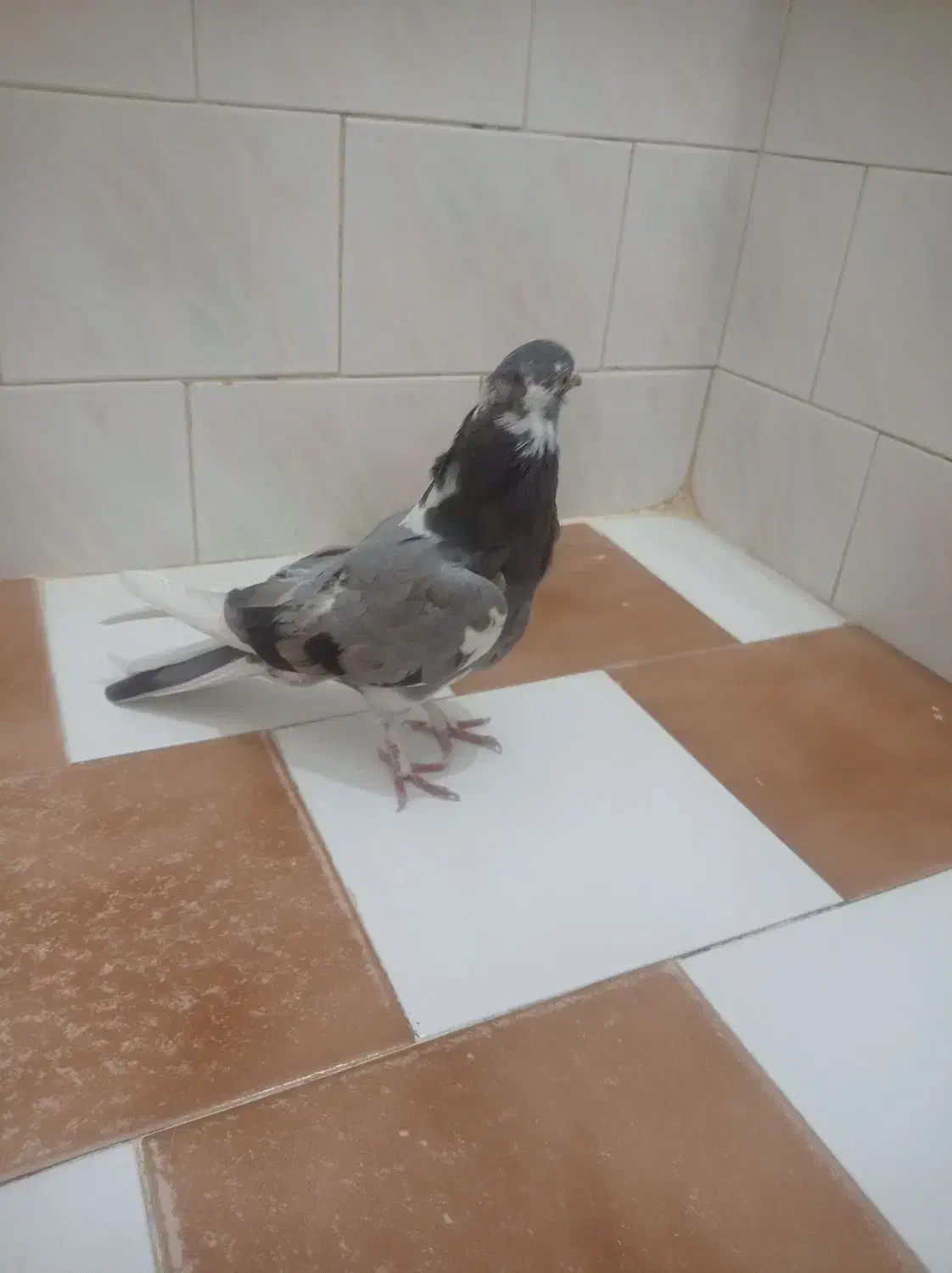 کبوترگرفتنی|پرنده|نقده, |دیوار