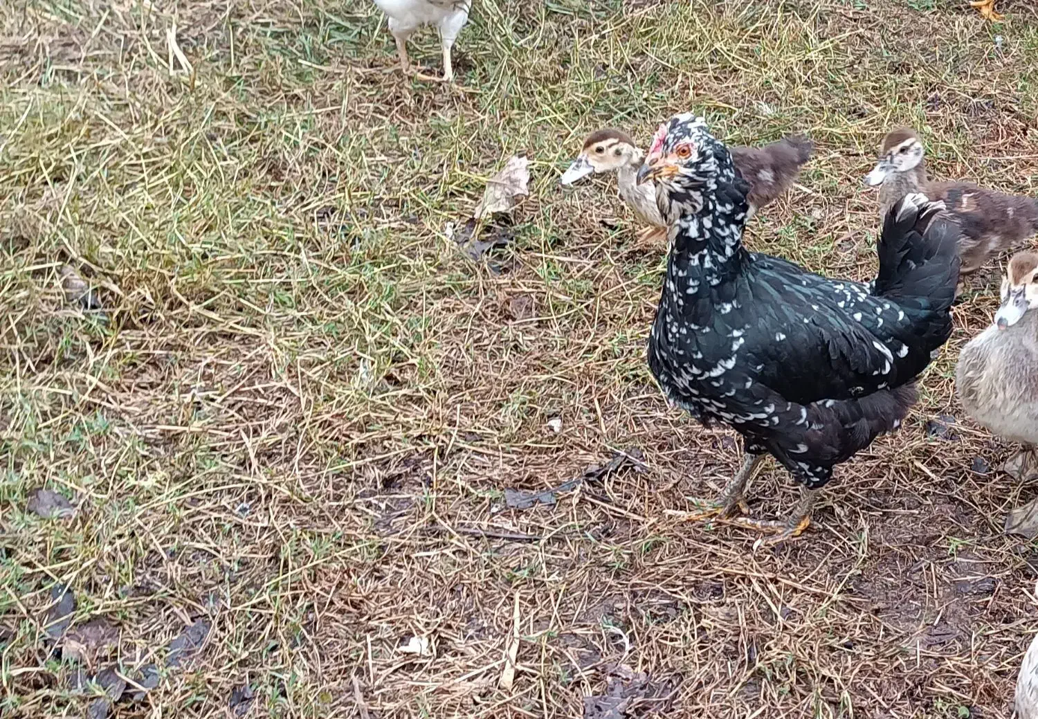 مرغ گلین لری|حیوانات مزرعه|طاهرگوراب, |دیوار