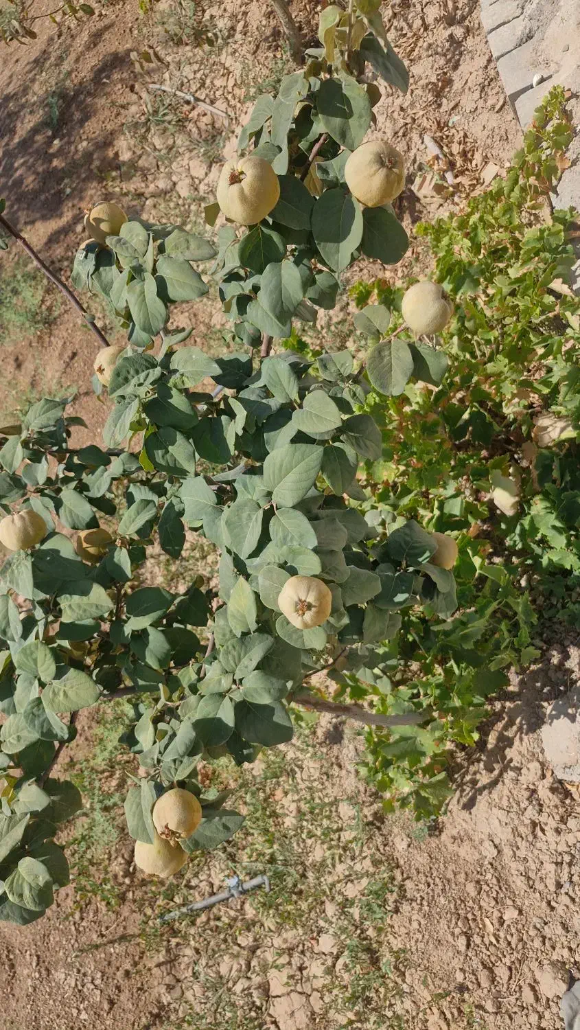 فروش فوری باغ|فروش خانه و ویلا|شاهینشهر, گزبرخوار|دیوار