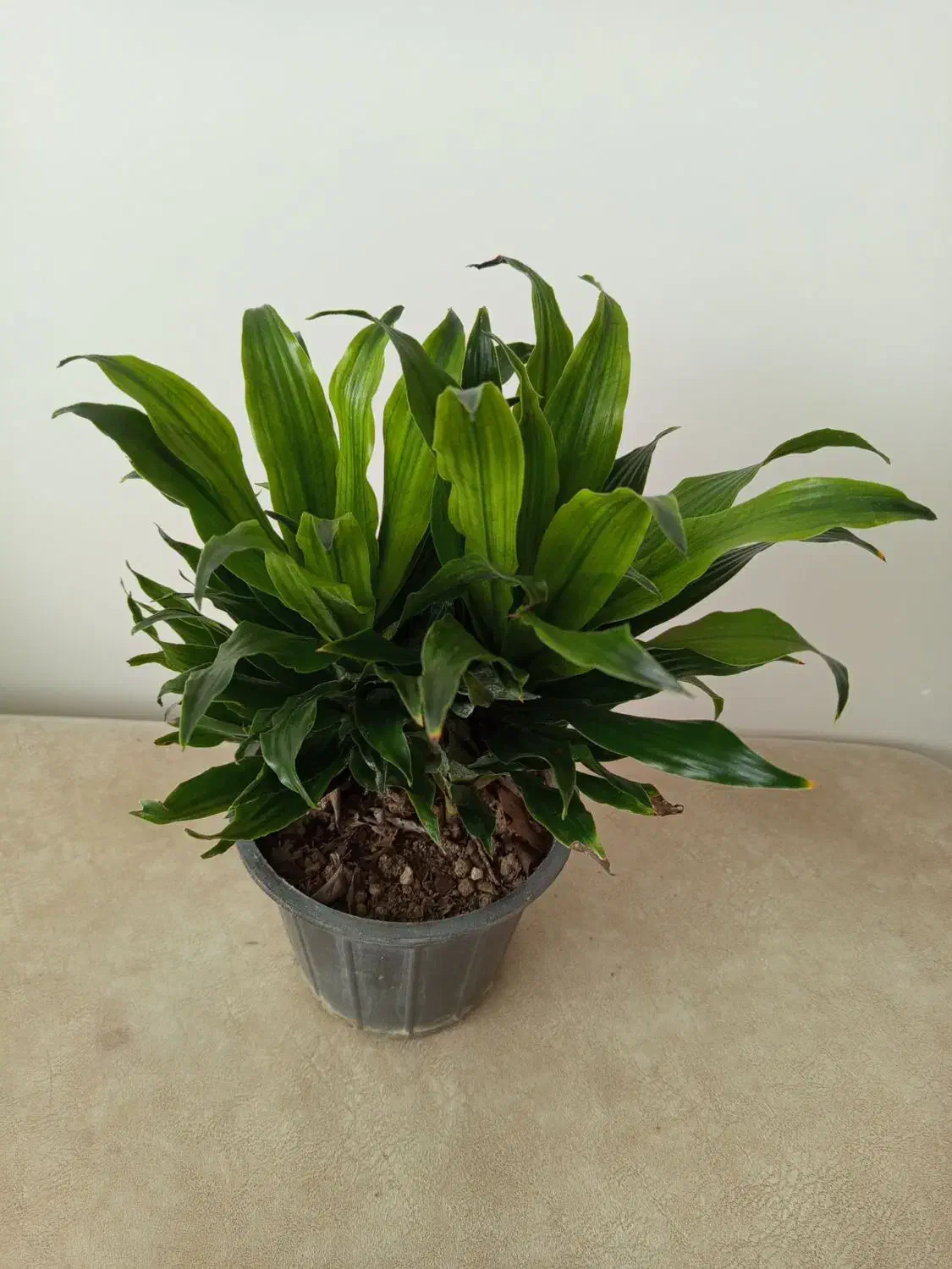 گل اپارتمانی دراسنا کامپکت|گل و گیاه طبیعی|شاهینشهر, شهرک هشت بهشت|دیوار