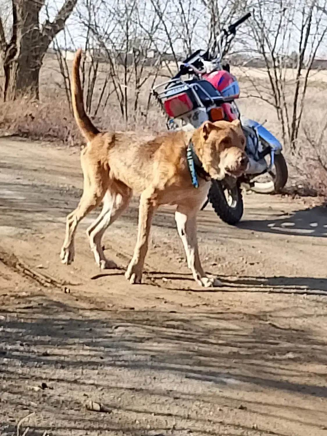 سگ بالغ|سگ|ساوه, |دیوار