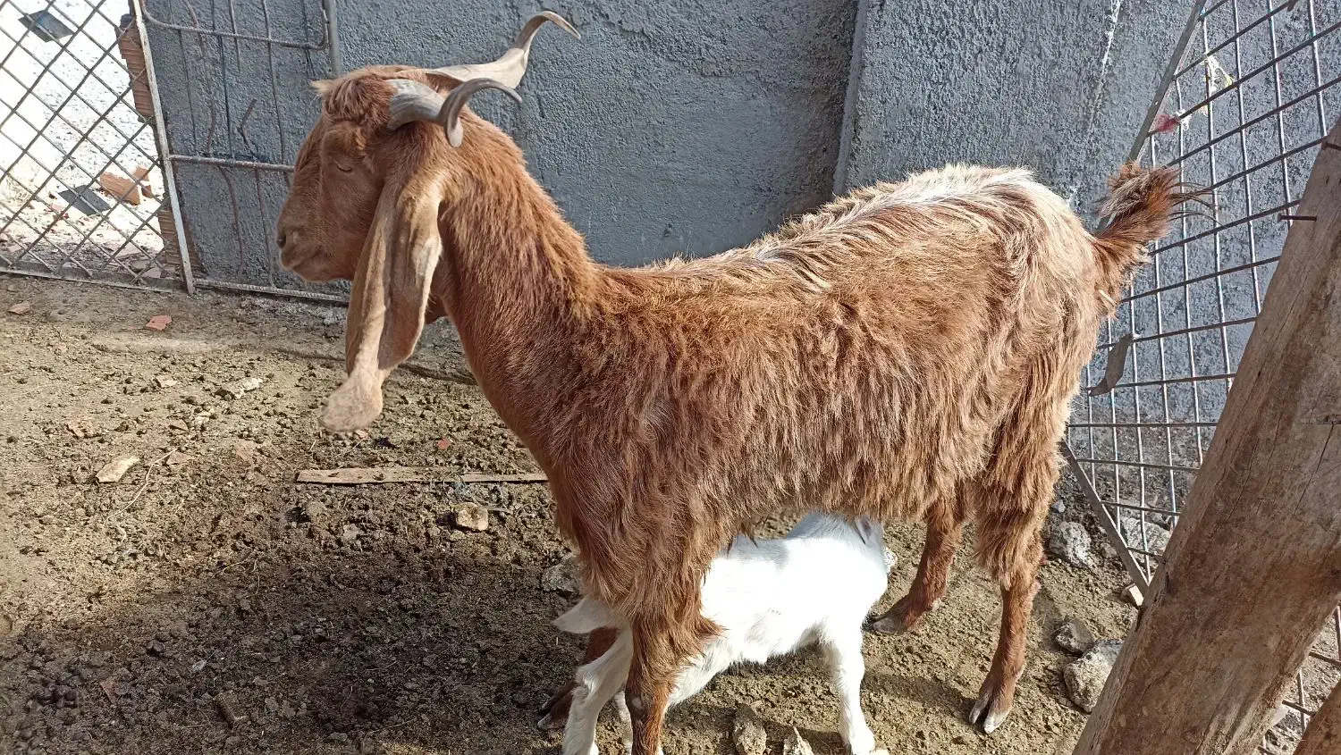 بز بزغاله دار و توقلی ماده|حیوانات مزرعه|سیمین شهر, |دیوار