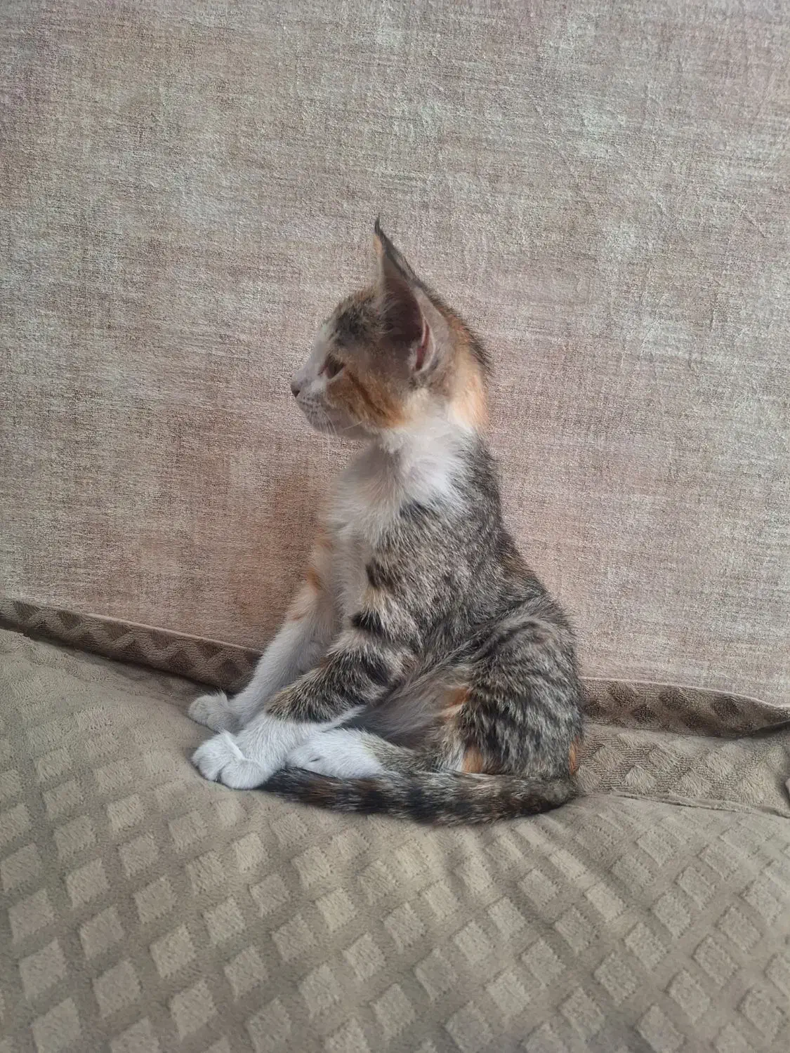 واگذاری ۲ گربه بانمک|گربه|تهران, تهرانویلا|دیوار