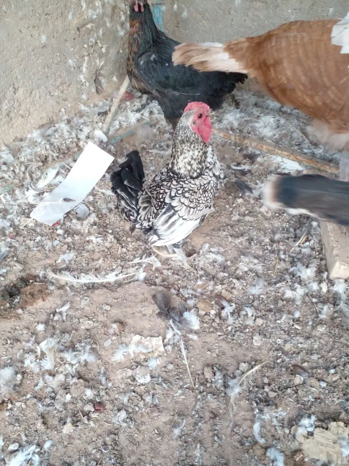 بوقلمون، خروس گردن لخت و مینیاتوری|حیوانات مزرعه|زارچ, |دیوار