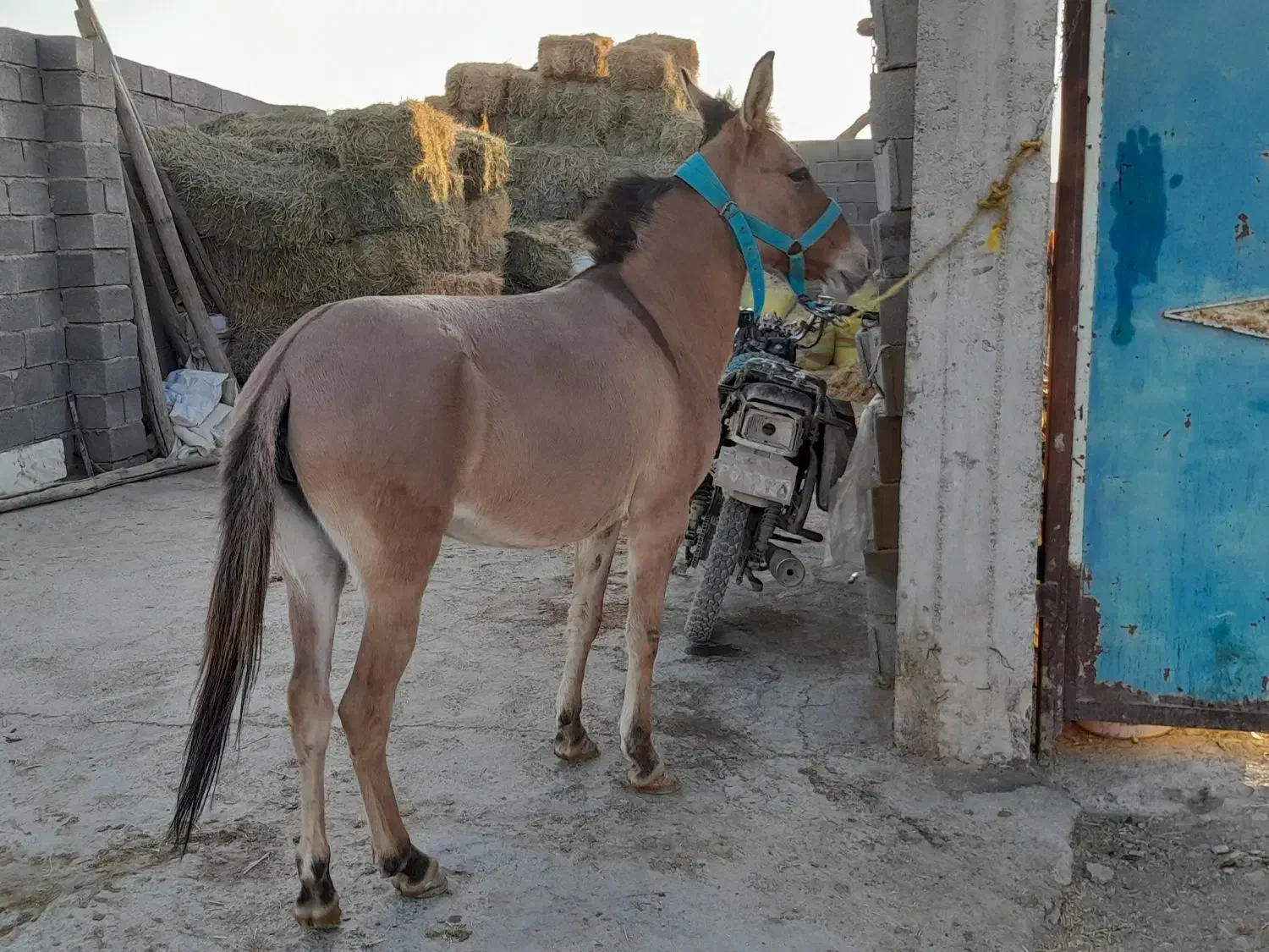 یک راس قاطرماچه جوان سرحال سواری وباری  بسیار اصیل|حیوانات مزرعه|شیراز, شریف‌آباد|دیوار