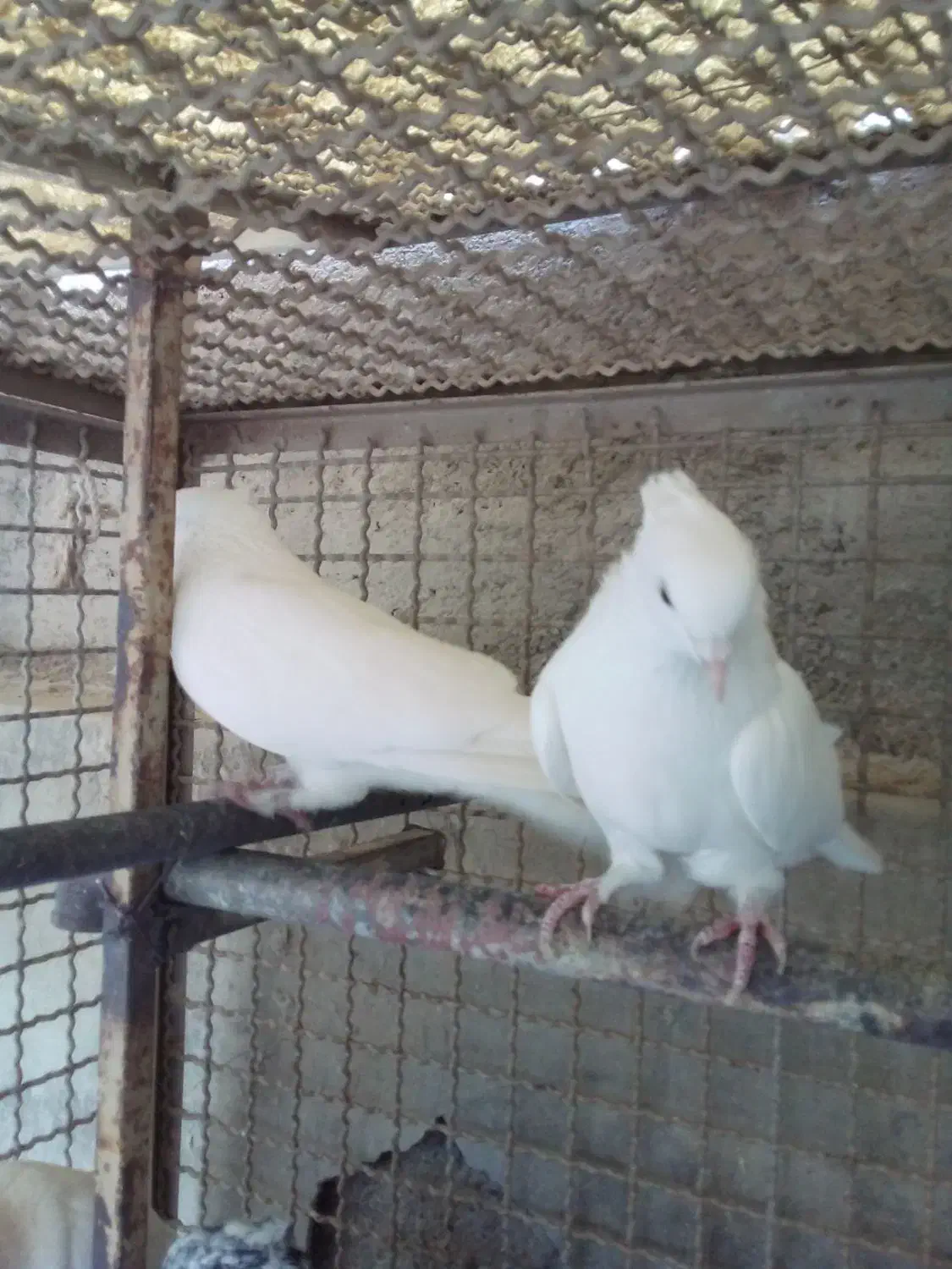 کبوتر پرشی سفید کاکلی .سرخ .قرمزی کاکلی|پرنده|کرج, فاز ۲ مهرشهر|دیوار