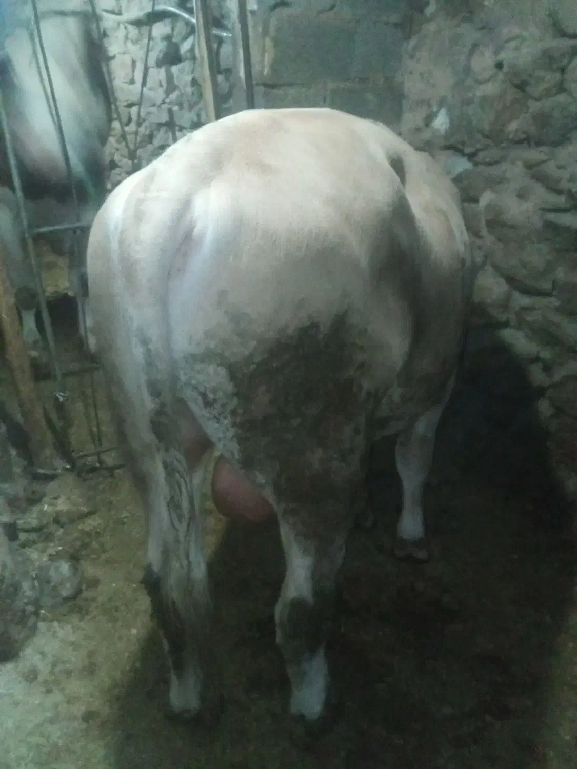 گوساله سمینتال|حیوانات مزرعه|سروآباد, |دیوار