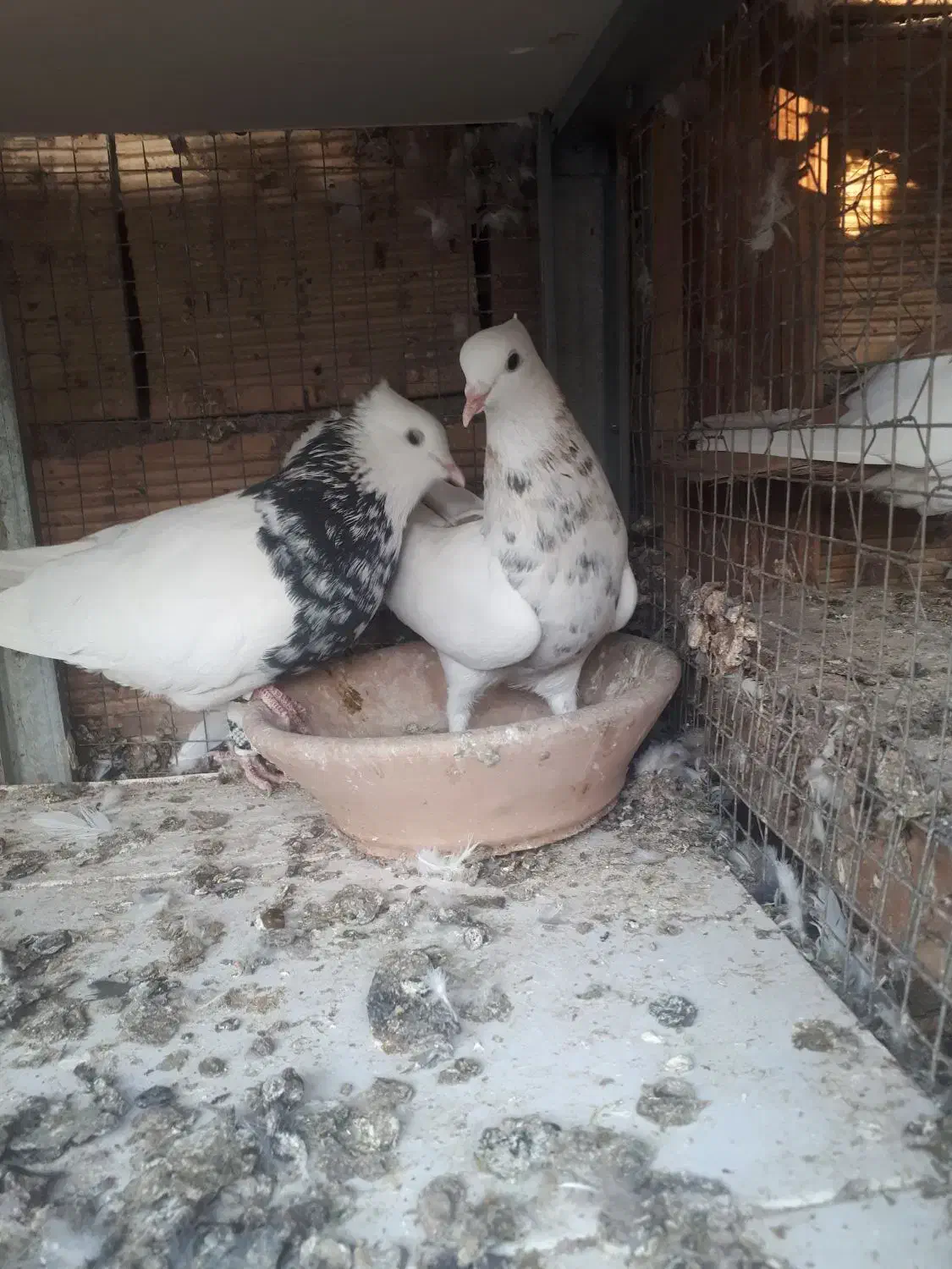 نر ماده طوقی|پرنده|بهبهان, |دیوار