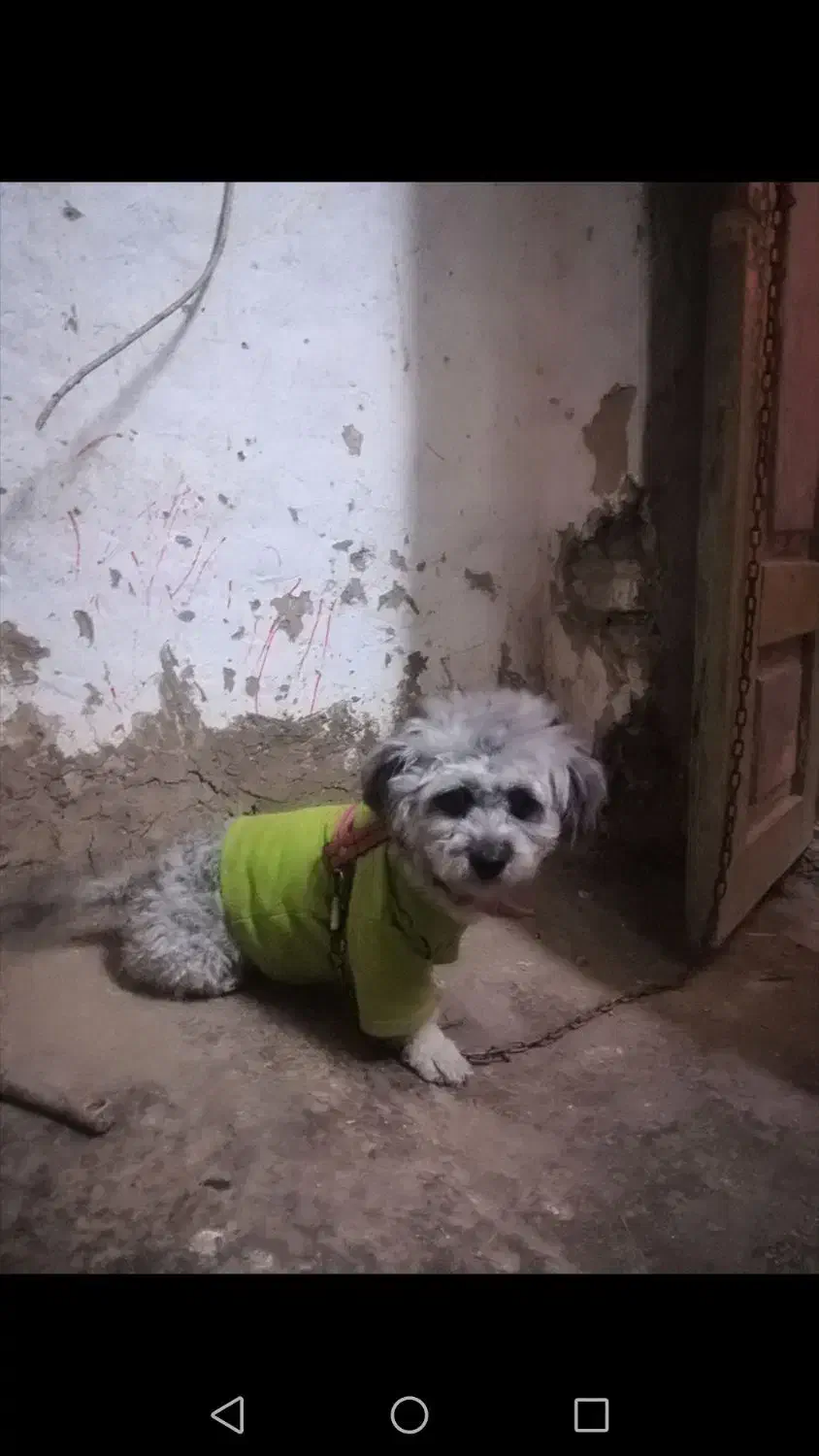 ماده‌ شیتزو کراس|سگ|گرگان, |دیوار