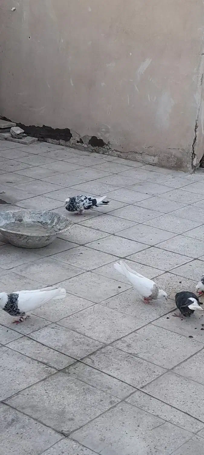 گمشده در منطقه 14 شکوفه|حیوانات|تهران, مینای شمالی (مخبر)|دیوار