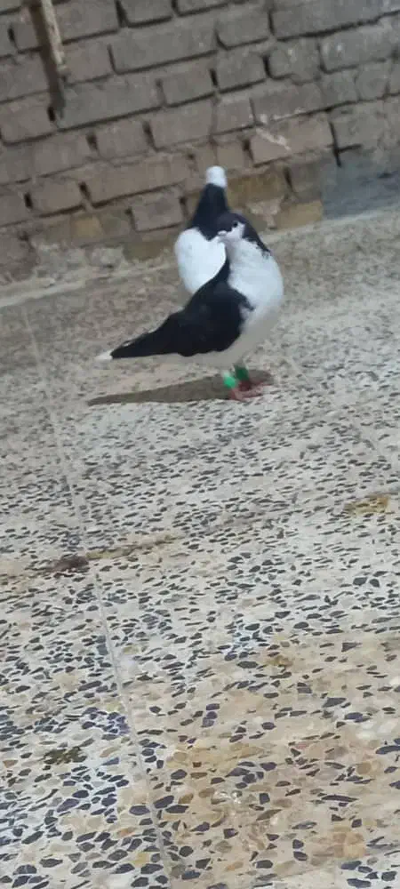 کبوترحمیدیه|پرنده|حمیدیه, |دیوار