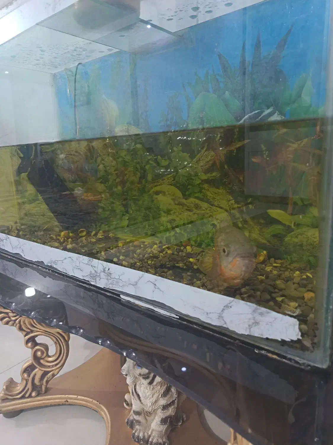 آکواریوم و ماهی اسکار|ماهی|چناران, |دیوار