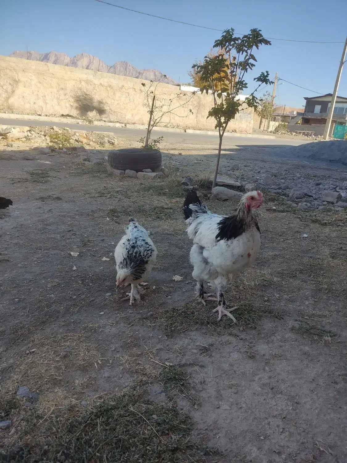 نیمچه برهما لایت|حیوانات مزرعه|کرمانشاه, |دیوار